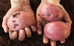 �ֲ���12��ʳ��Դ���λҪ����