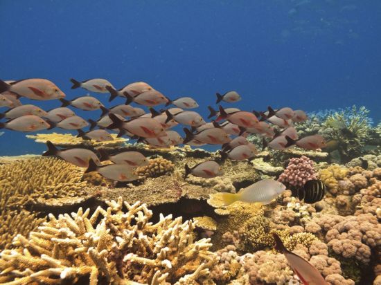 ������ʧ�Ĵ󱤽�