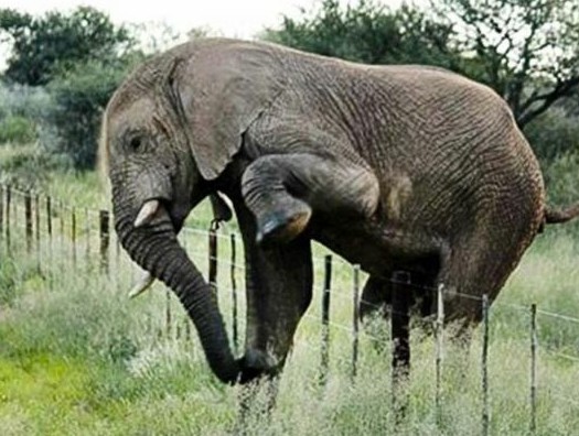 ��������̧�ȿ�Խ����Ѱʳ��