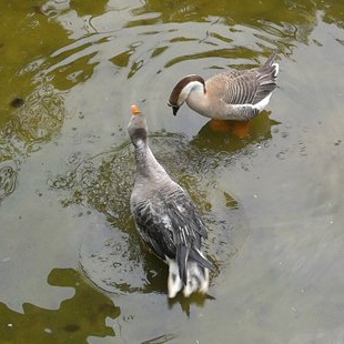 ���ݹ���ɭ�ֹ�԰�������и�������һֻʮ����ǰ�����������Ұ�����㰮���˼Ҷ죬�������²�����ö����