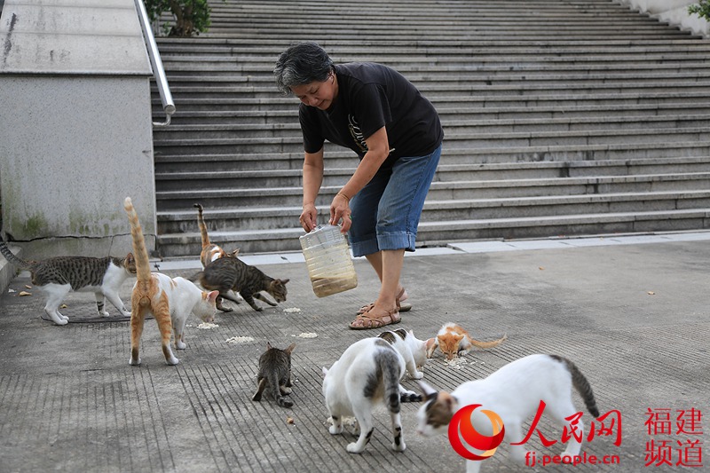 ������԰��԰�����ڼ��Ű���Ҳ������������ͷ���ÿ�����è����԰ιè��