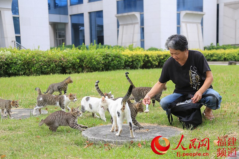 ÿ������5�㣬��׼ʱ�����ڹ�԰�Ĳ�ƺ�ϣ�����������èһ�����Ű��̣�Ҳ������Χ������