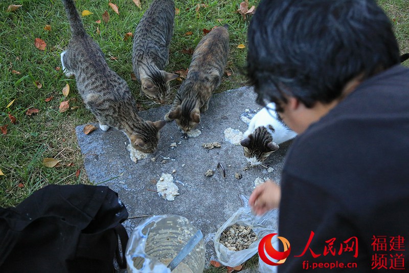 ���ڵ�ιʳ�����Ű��̶�������԰���ÿһֻ����è������ָ�ơ�