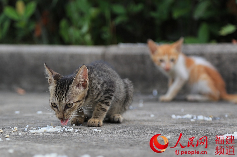 ����֮�⣬�Ű��̻�ר��׼��������Ӫ���غͿ����ص�ʳ��ι��������Сè�̳ԡ�