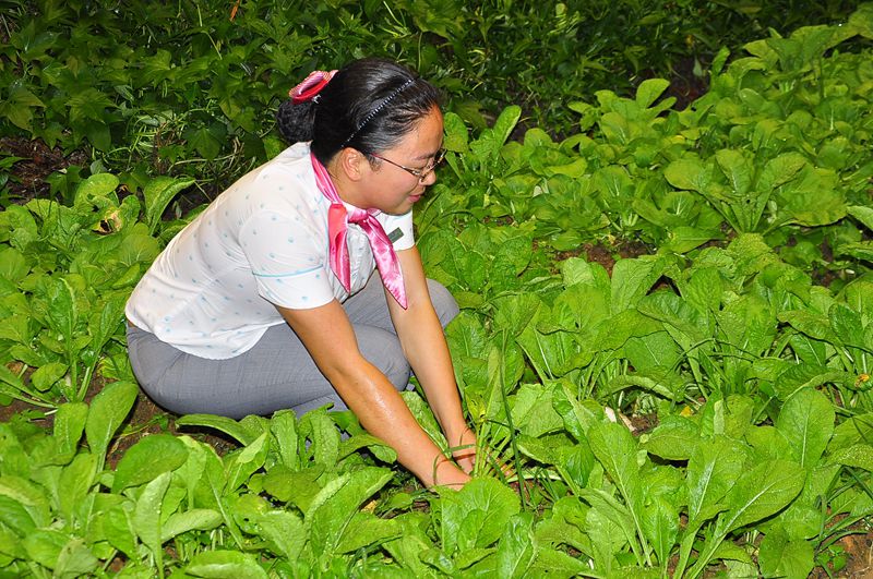 ���ƺ���������������Ժ�ķϵĲ�԰������ֲˣ����������ĸо�������ֻ���Լ������Լ�����һ����˳��úܸ�������Ҳ���ſ��ġ�