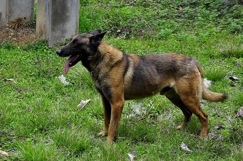 ���Ŷӣ���Ȯ��ͦ��ƽ�ӡ�