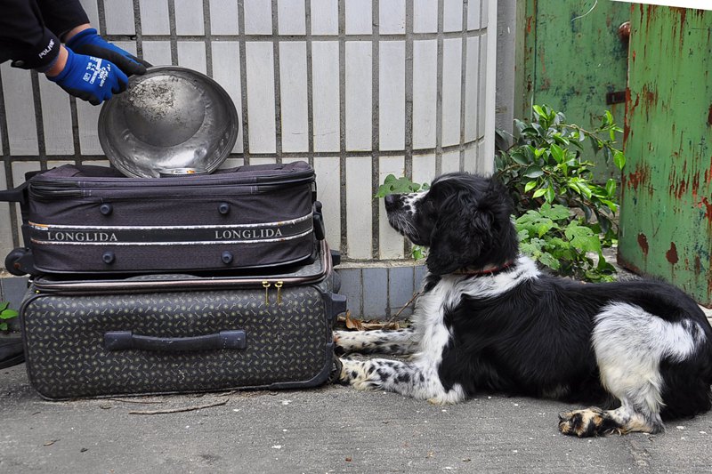 �ҵ�����Ѫ���������棡�ƺ�ƽ��Ѫ���Ѿ�ѵ���ɹ��ھ�������ǰé��