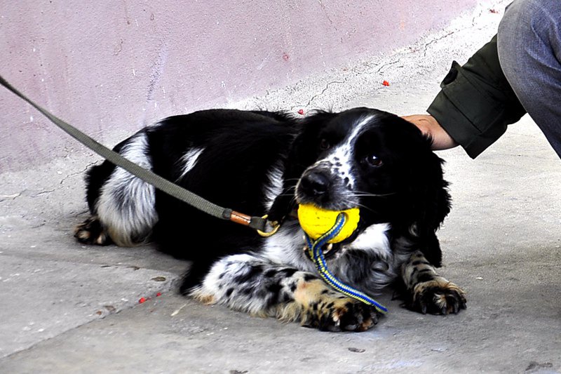 ��Ȯ����Ȼ��������񣬽���һ�����򼴿ɡ�