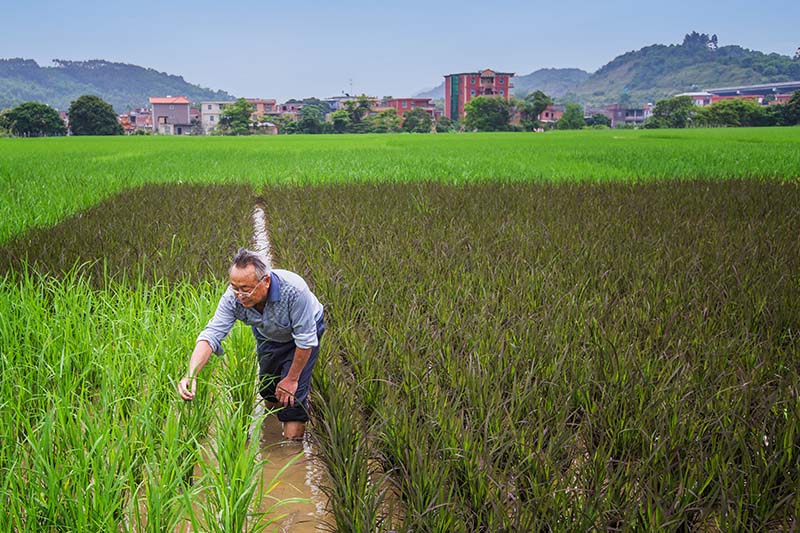 �������ܱߵ�ũ������50��Ķˮ����Ϊ���������ÿ�����޳��Ѳ��������˼ң����������Ȼ�ֺ���������Ҫ�⳥ũ���Ĳ����������������ʵ��һ�ɾ���ʮ���ꡣ