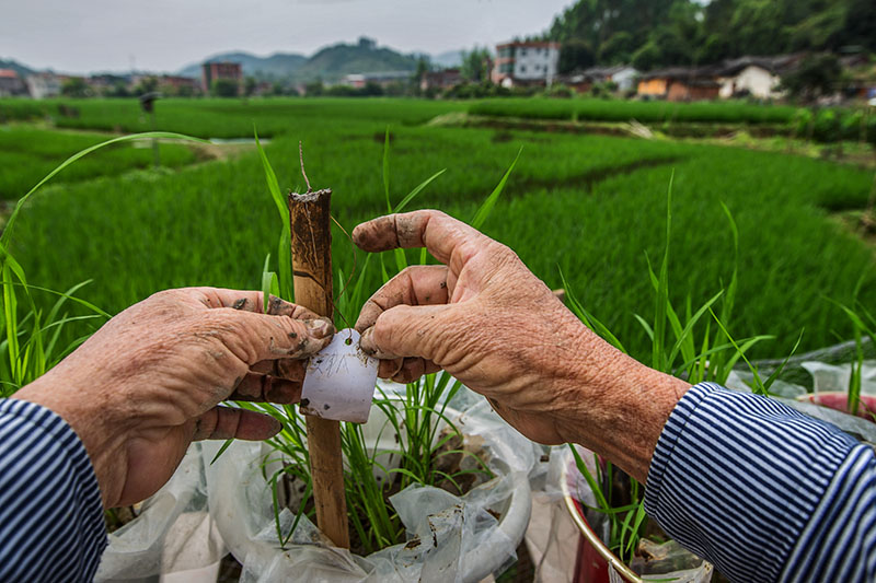 ������ʮ���Ŭ�������������������ʵ�������5�š�����2007��1��ͨ��ʡũ����Ʒ����ίԱ���󶨣�������2008��ʡ���ʵ�����Ʒ�ּ�ʡ��6321���ƻ��ص��ᴿ���������ʵ���Ʒ�֣�2011����2013����Ȫ�����ƹ���ֲ50.68��Ķ��