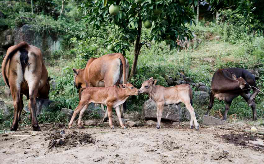 ���������ͷСţ