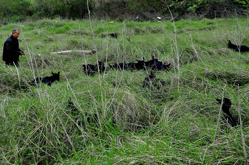 ů�����ٲ��Ϸ�ʢ������Ȼ�������ڰ��˸ߵĲݵط�����ֻ֣����ʱ��ס��񫡣��¡�� ��