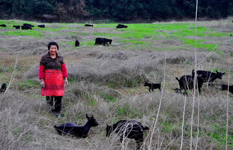 ��֣���£��ϰ������������Ⱥ���뷱ֳ�ڣ��ϰ�����پ����������ϣ������֣�һֻĸ�������߲����ˣ� ��¡�� ��