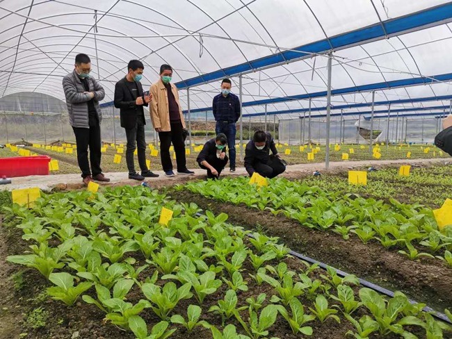 调研前洋蔬菜基地现场。福建省公路中心供图