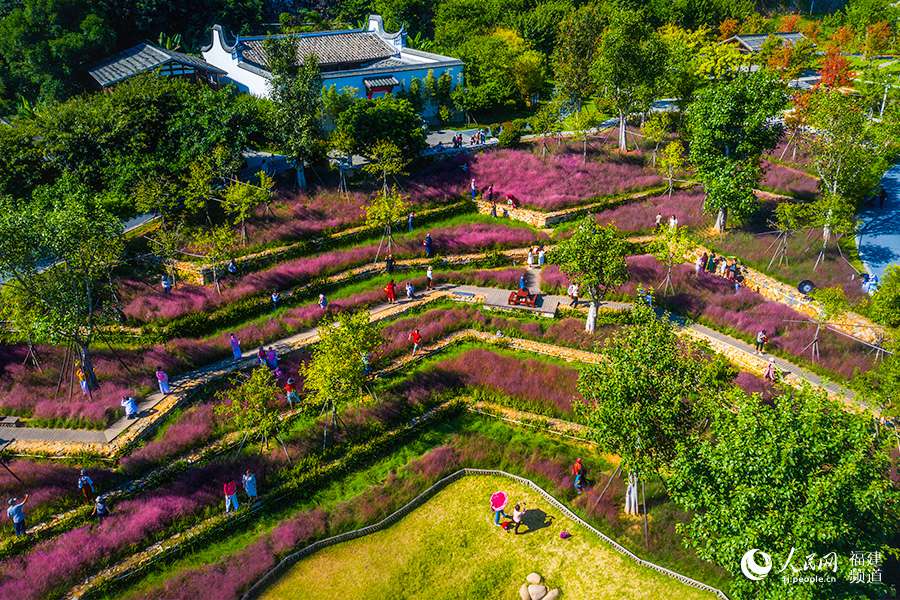 赤橋公園的粉黛亂子草，是少有的梯田花海。羅南軍攝