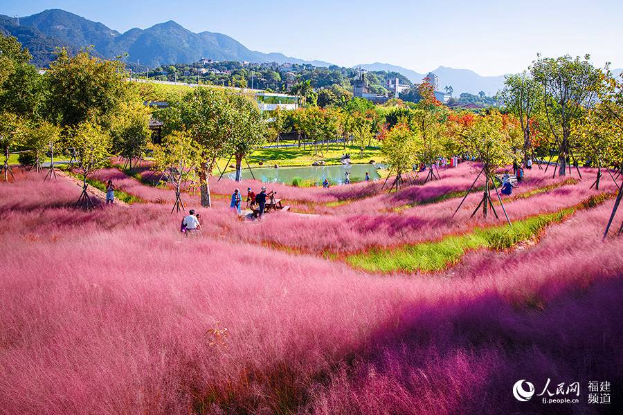 粉色花穗如發絲從基部長出，從高處往下看就像一畝畝粉色的棉花田，風一吹動，花穗隨風舞動，美不勝收。羅南軍攝