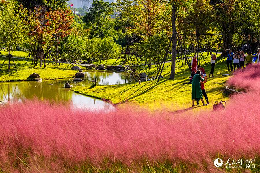 粉色花穗如發絲從基部長出，從高處往下看就像一畝畝粉色的棉花田，風一吹動，花穗隨風舞動，美不勝收。羅南軍攝