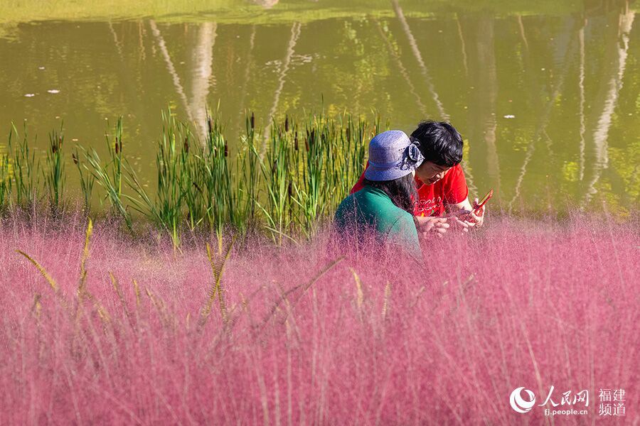 粉色花穗如發絲從基部長出，從高處往下看就像一畝畝粉色的棉花田，風一吹動，花穗隨風舞動，美不勝收。羅南軍攝