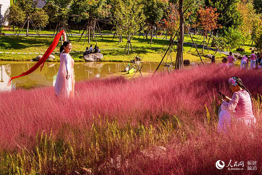 粉色花穗如發絲從基部長出，從高處往下看就像一畝畝粉色的棉花田，風一吹動，花穗隨風舞動，美不勝收。羅南軍攝