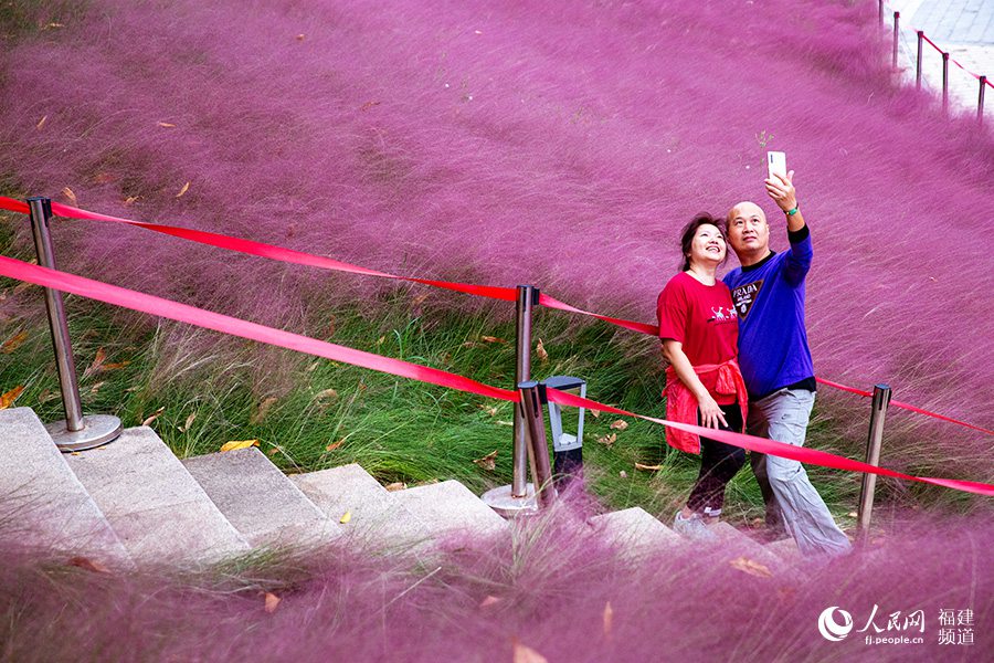 牛崗山公園這裡種植的粉黛亂子草面積超1000㎡，從遠處觀看就像一幅天然的粉色畫卷。陳永誠攝