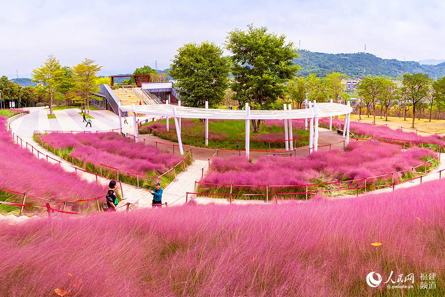 牛崗山公園這裡種植的粉黛亂子草面積超1000㎡，從遠處觀看就像一幅天然的粉色畫卷。陳永誠攝 