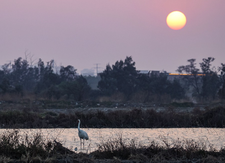 ���գ�һֻ�׺׷��ٸ���Ȫ��ʯʨʪ�ع�԰����Ӣ�� ��