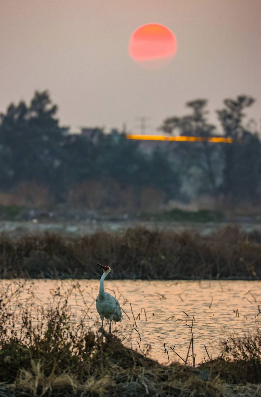 ���գ�һֻ�׺׷��ٸ���Ȫ��ʯʨʪ�ع�԰����Ӣ�� ��