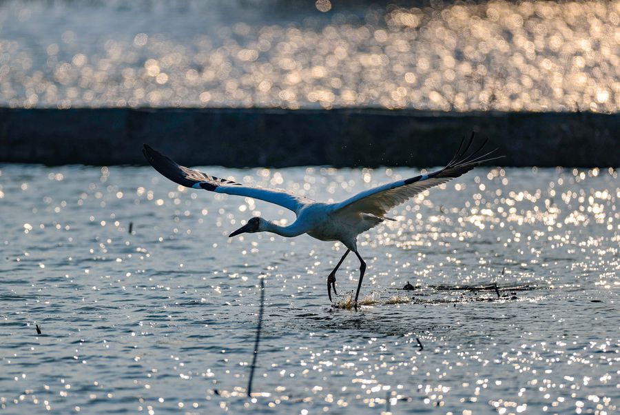 ���գ�һֻ�׺׷��ٸ���Ȫ��ʯʨʪ�ع�԰����Ӣ�� ��