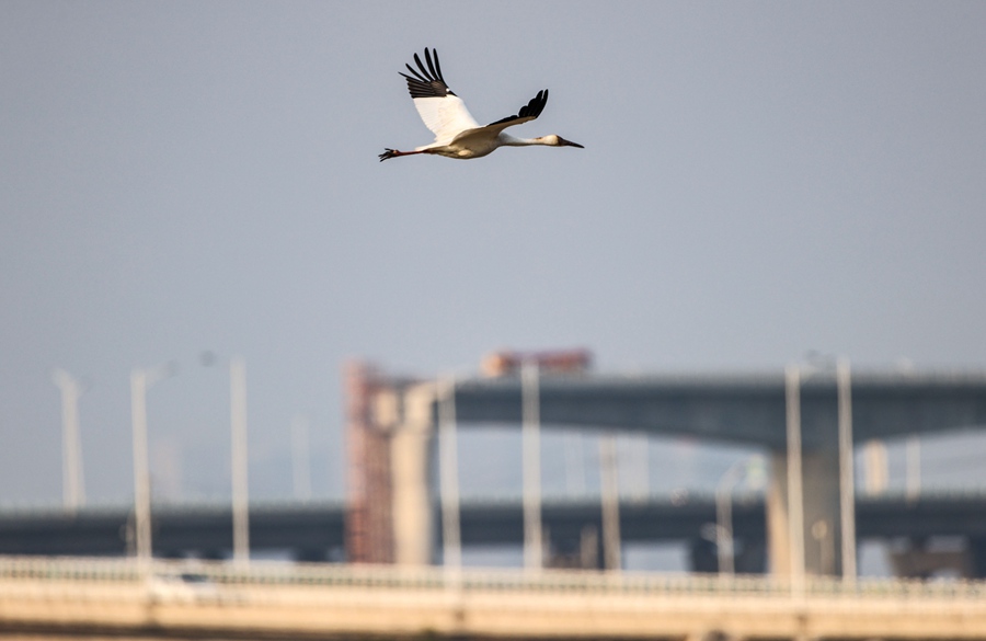 ���գ�һֻ�׺׷��ٸ���Ȫ��ʯʨʪ�ع�԰����Ӣ�� ��