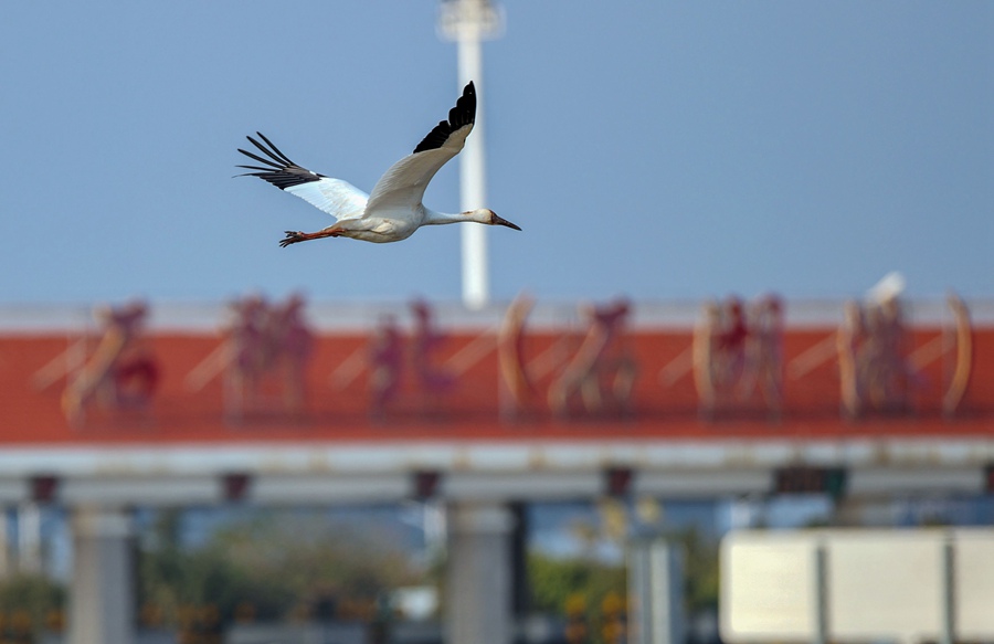 ���գ�һֻ�׺׷��ٸ���Ȫ��ʯʨʪ�ع�԰����Ӣ�� ��