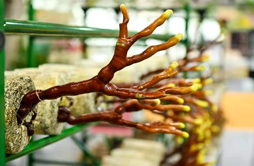 參展的鹿角靈芝。主辦方供圖