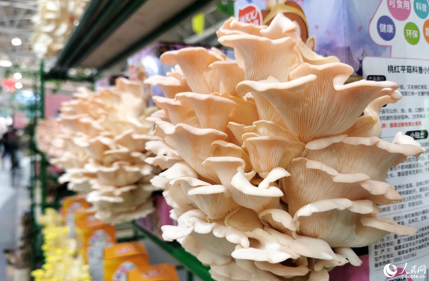 展會上展出的桃紅平菇。人民網 林盈攝