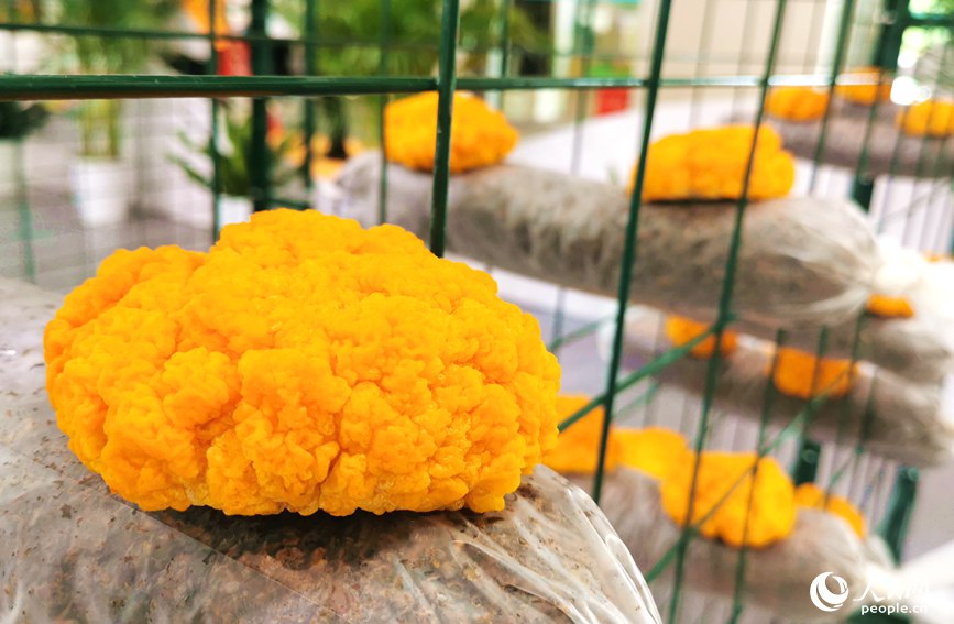 菌博會上展出的金耳。人民網 林盈攝