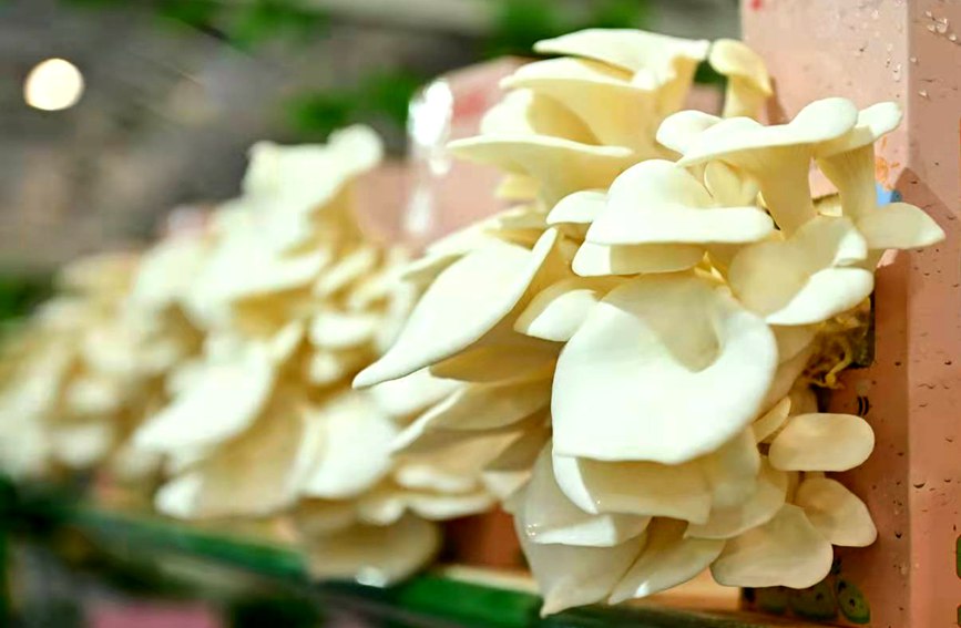 全國20個省份和地區的近300家企業參展。主辦方供圖