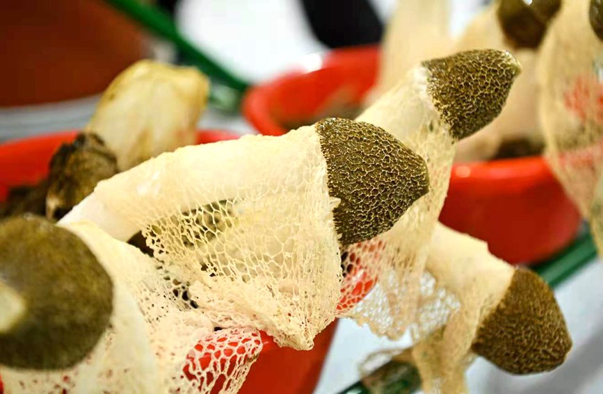 展會上各式各樣的食用菌。主辦方供圖