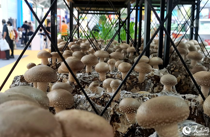 展櫃上陳列的食用菌。人民網 林盈攝