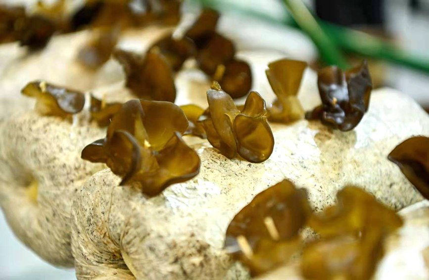 菌博會展出的食用菌。主辦方供圖