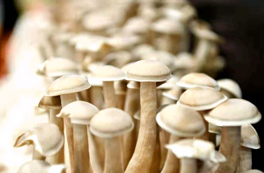 展會上各式各樣的食用菌。主辦方供圖