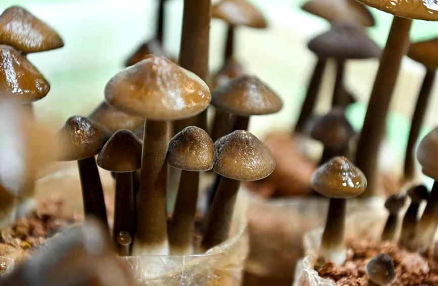 十大全國優勢食用菌主產區盛裝亮相。主辦方供圖