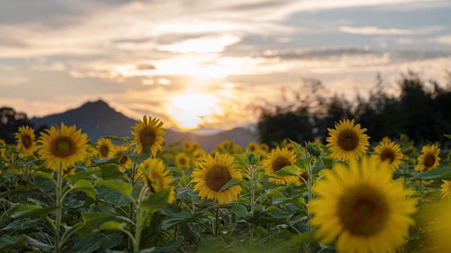 油溪村成片向日葵迎風而立，蔚為壯觀。彭肅敏攝