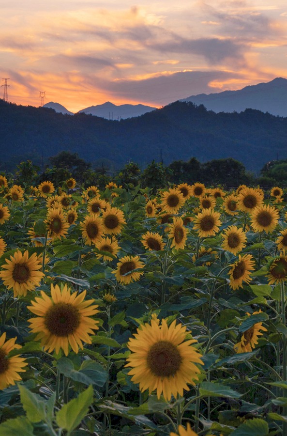落日余暉下，向日葵花海猶如一幅油畫。彭肅敏攝