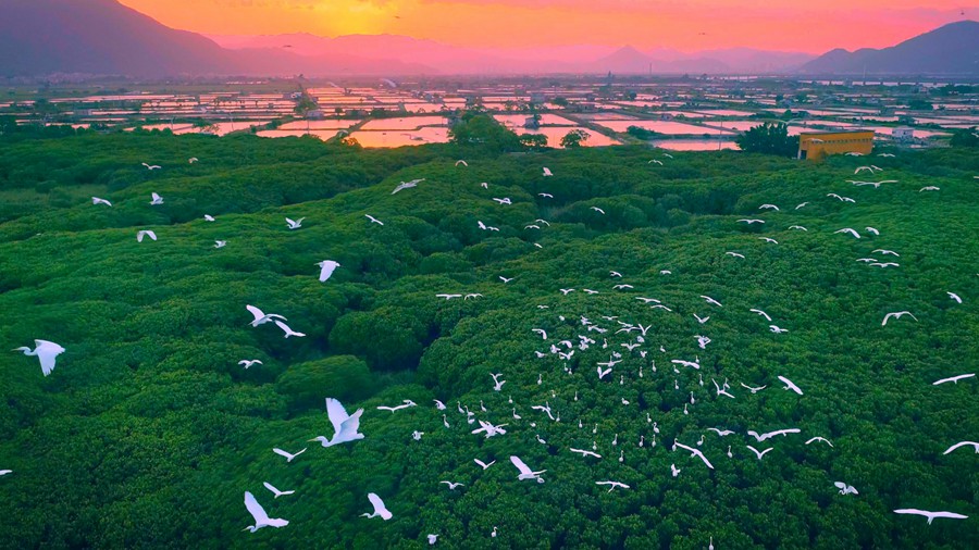踏入秋季，大量候鸟在福建漳江口红树林国家级自然保护区栖息。刘亮真摄