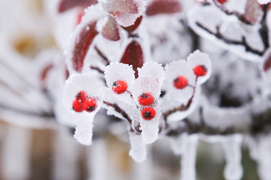 寧德柘榮縣東獅山,色彩點綴冰雪。林文強攝