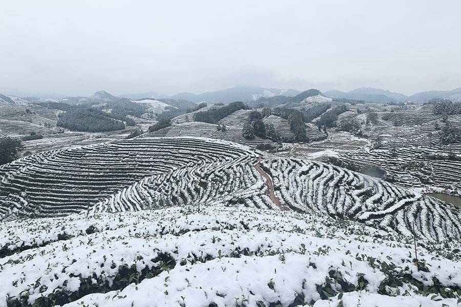 南平鬆溪縣茶平鄉,被雪覆上一層白紗。葉性輝攝