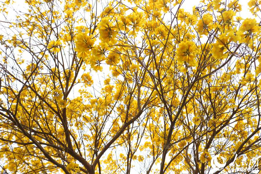 厦门市忠仑公园内盛开的黄花风铃木。人民网 陈博摄