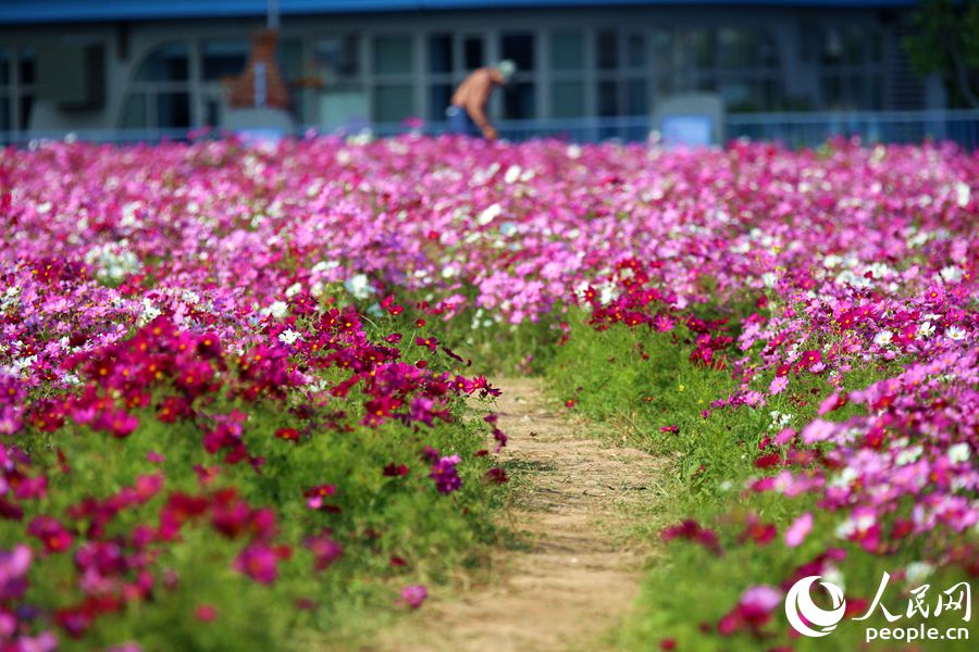 連片盛開的格桑花。人民網 陳博攝