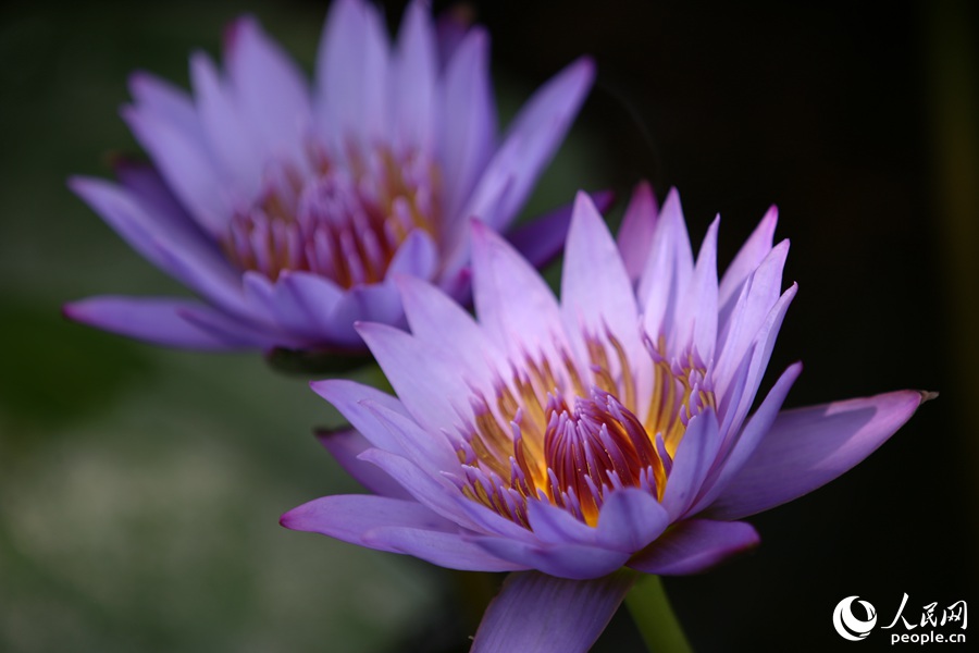 廈門海灣公園睡蓮綻放。人民網 陳博攝