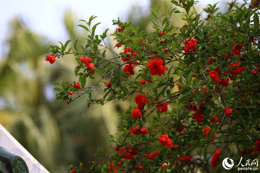 廈門中山公園內石榴樹開出紅花。人民網 陳博攝