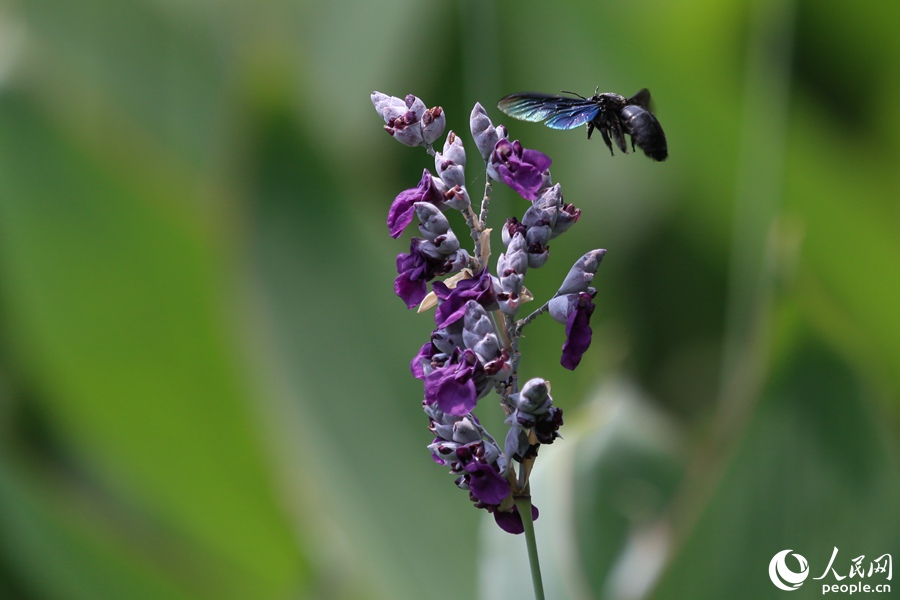 五緣灣畔，木蜂在花叢中“勞作”。人民網 陳博攝