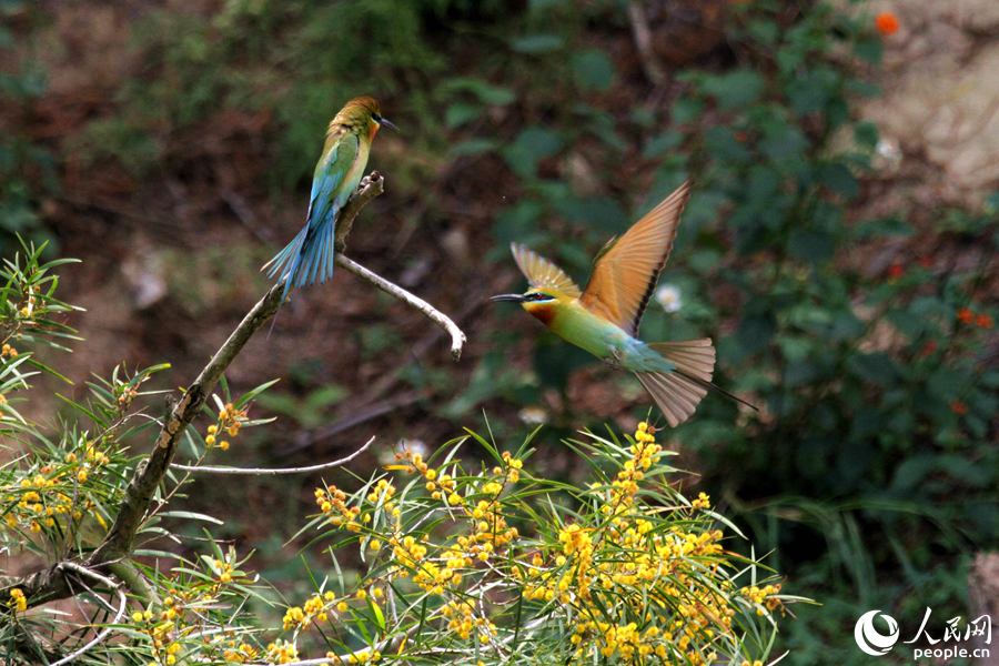 栗喉蜂虎在枝頭嬉戲打鬧。人民網 陳博攝